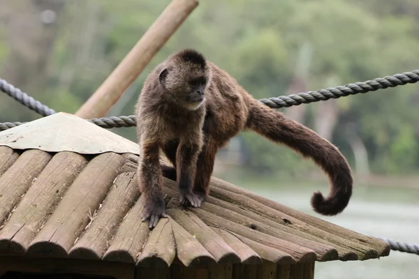 Black capuchin monkey — Stock Photo, Image