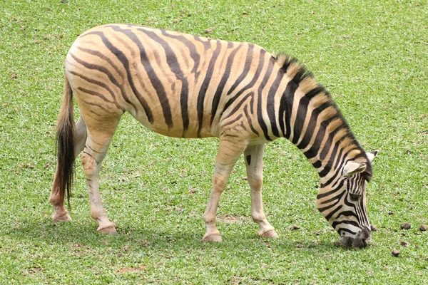 Zebra feeding — Stock Photo, Image