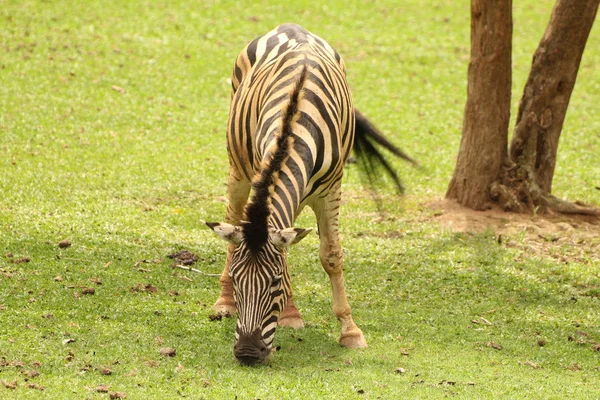 Zebra feeding — Stock Photo, Image