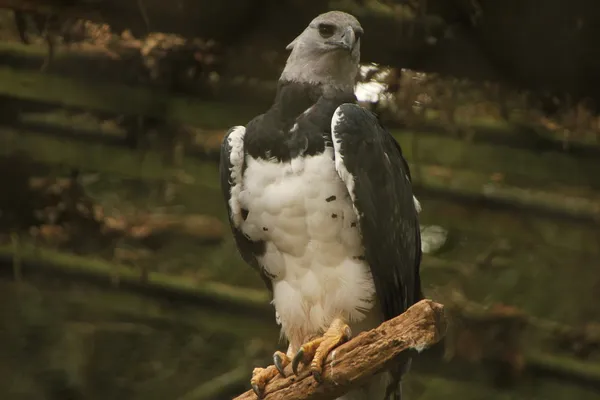 Harpy Eagle — Stock Photo, Image