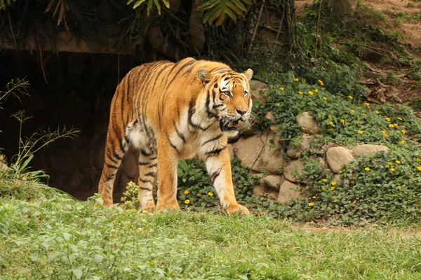 Tigre siberiano — Foto de Stock