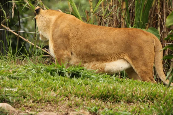Lion foraging — Stock Photo, Image