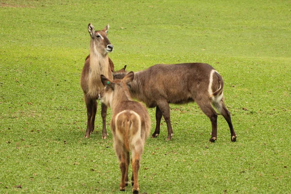 stock image Waterbuck