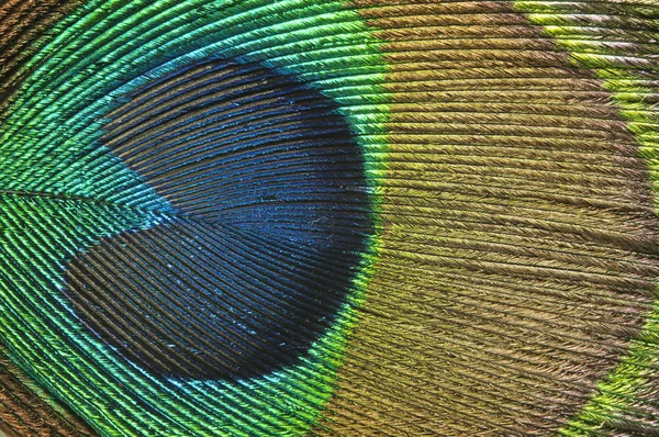 stock image Peacock feather background.