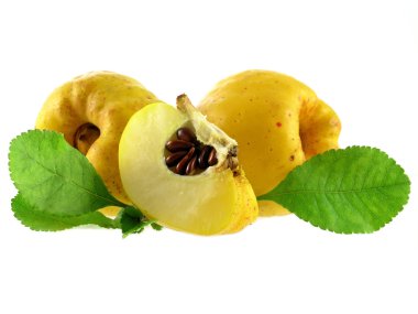 Quince clipart