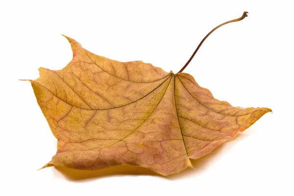 Maple-leaf Stock Fotografie
