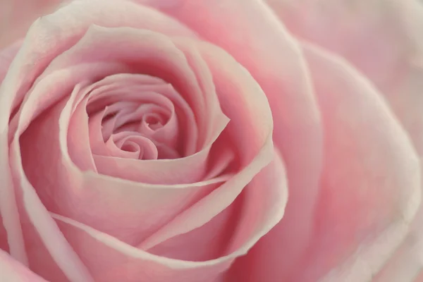 stock image Pink rose