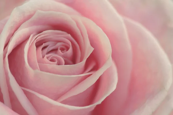 Рожеві троянди Стокове Зображення