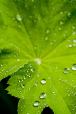 Lottusblatt mit Wassertropfen