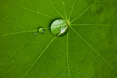 Ein Blatt mit Drei Wassertropfen