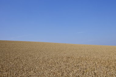 Ein Kornfeld mit Blauem Himmel
