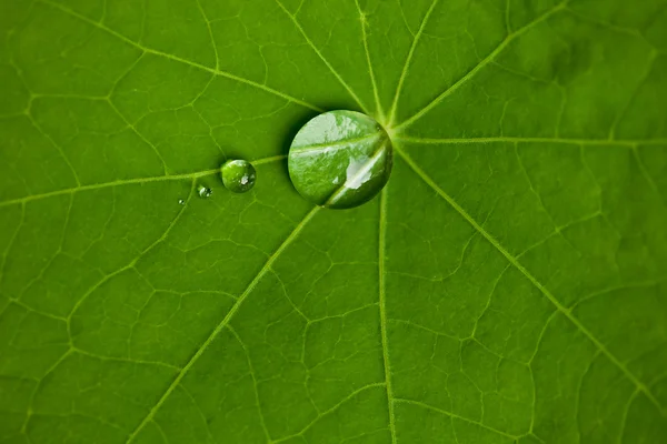 Ein 잎 mit 삼 wassertropfen — 스톡 사진