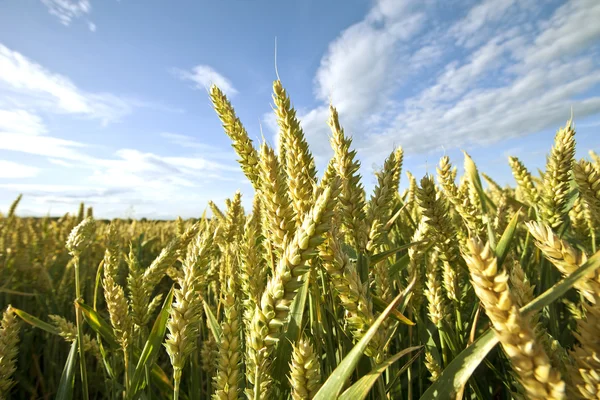 stock image Kornfeld vor Wolken