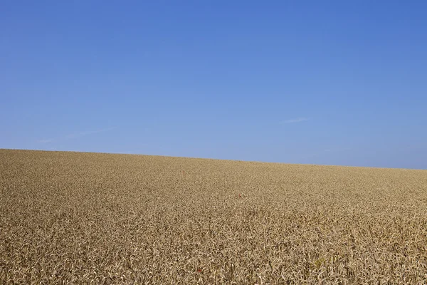 Ein Kornfeld Mit Blauem Himmel — Stockfoto
