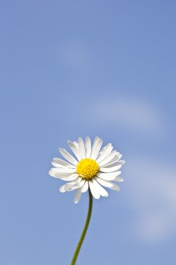 Gänseblümchen vor Blauem Himmel