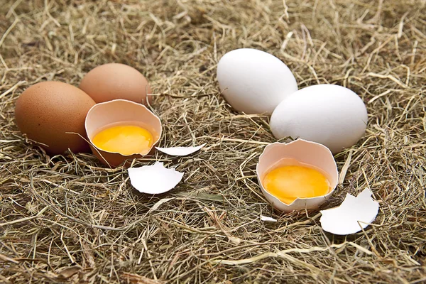 Braun und weisse Eier auf Heu — Zdjęcie stockowe
