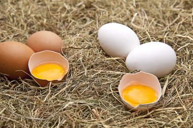 Braun ve Weisse Eier auf Heu