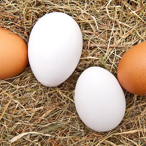 Braun und weisse Eier auf Heu — Fotografia de Stock