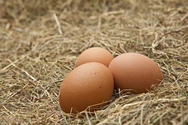 Braun und weisse Eier auf Heu — Stockfoto