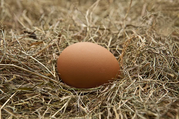 stock image Braun und weisse Eier auf Heu