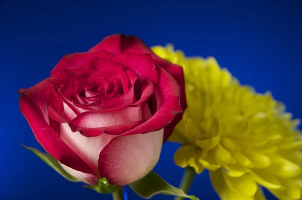 Rosa, vermelho, amarelo e branco — Fotografia de Stock