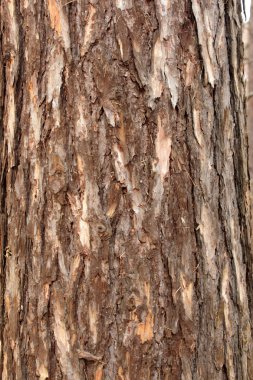 Tree bark clipart