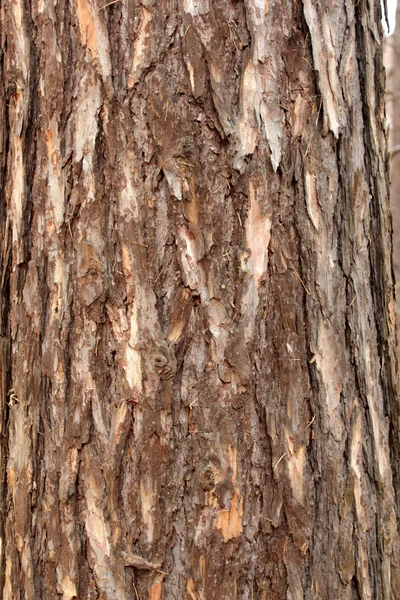 树皮 — 图库照片