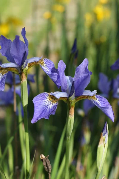 stock image Blossoming dark blue irises