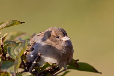 Serçesi (passer domesticus)