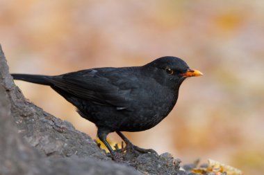 Common Blackbird clipart