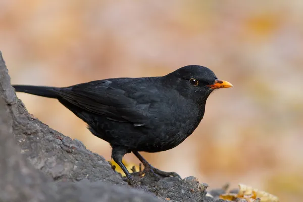 Pájaro negro común — Foto de Stock