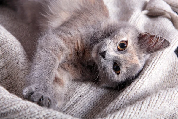 Kitten op een wollen deken — Stockfoto