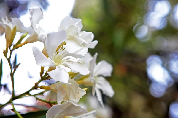 Oleander — Stock Fotó