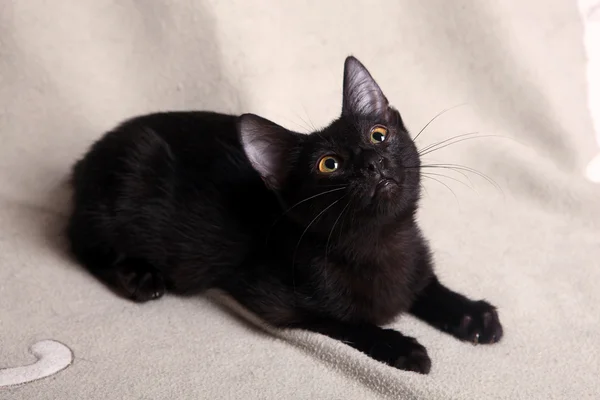 Zwart katje — Stockfoto