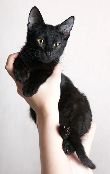 Ręce, trzymając czarny kotek — Zdjęcie stockowe