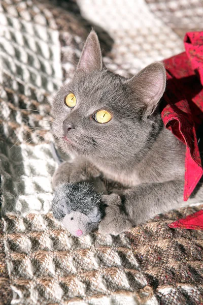 블루 영국 고양이 — 스톡 사진