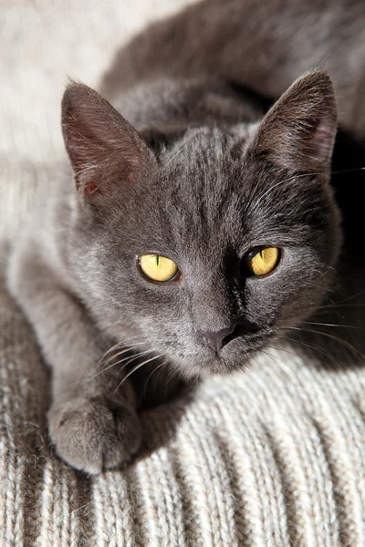 Blå brittiska kattunge — Stockfoto