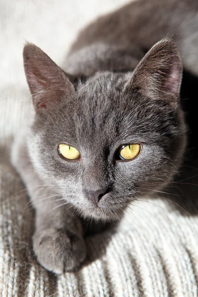 Niebieski Kot brytyjski — Zdjęcie stockowe