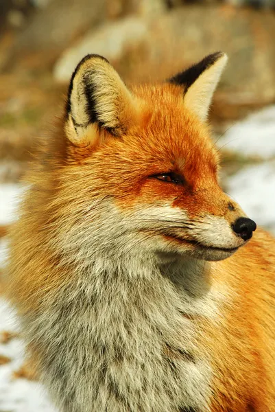 野生の赤狐 — ストック写真