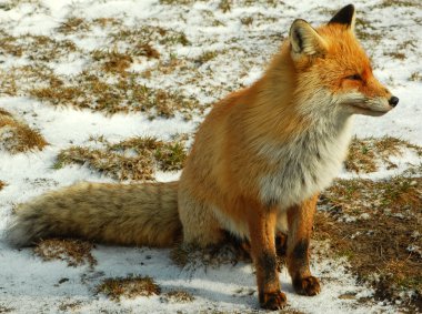 Wild red fox clipart