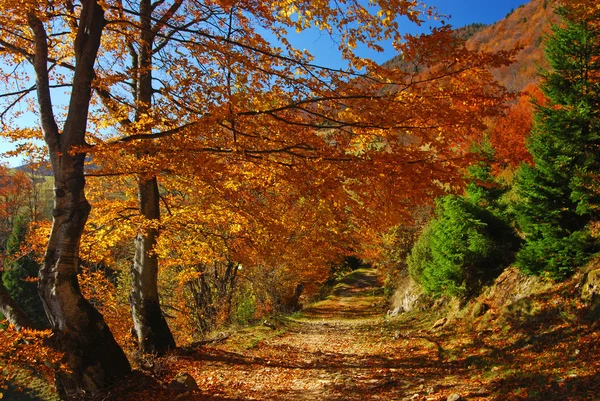 Jesień krajobraz, Rumunia — Zdjęcie stockowe