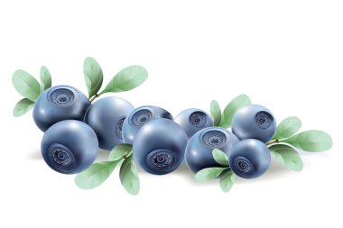 Blueberries. vector illustration of a realistic clipart