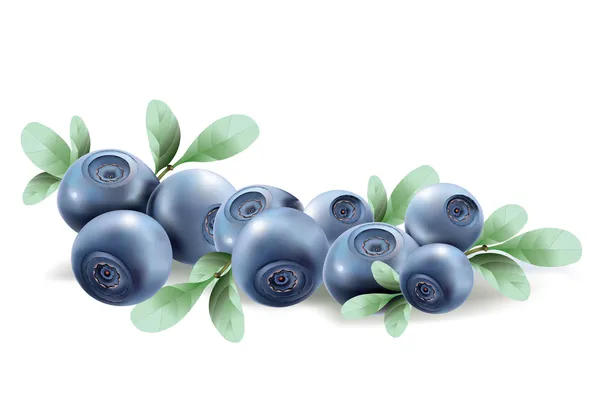 Blueberries. vector illustration of a realistic — Stock Vector