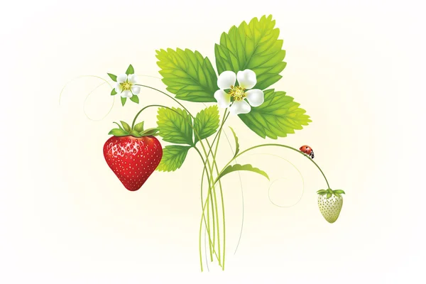 Aardbeien. vectorillustratie van een realistische — Stockvector