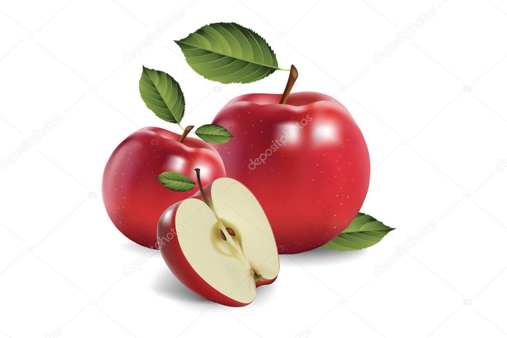 The apples. vector illustration of a realistic