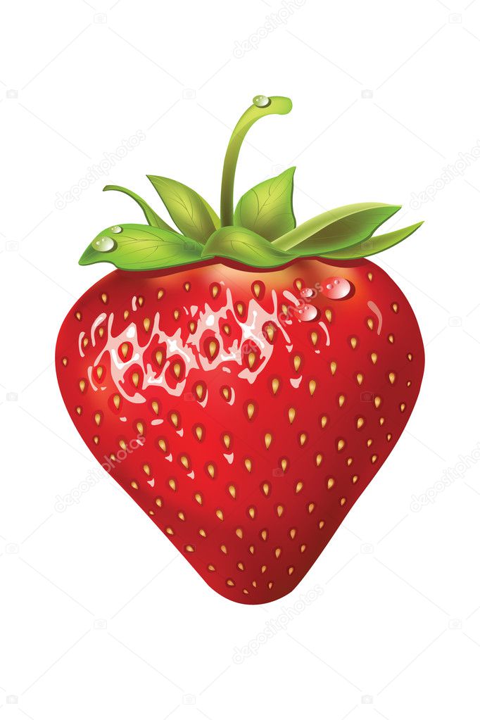Strawberries. vector illustration of a realistic