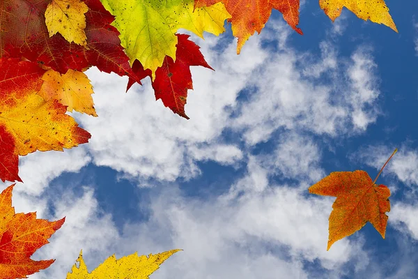 Herbstlaub gegen den Himmel. Stockfoto