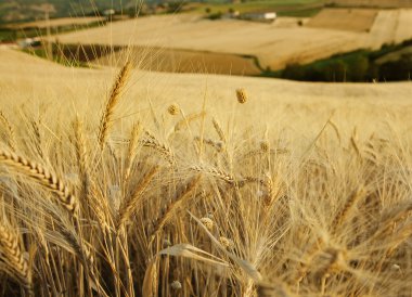 Campo di grano Estate