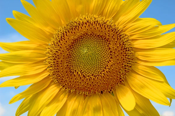 stock image Sunflowers in the summer