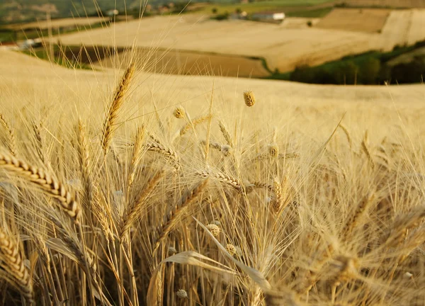 Campo di grano en finca — Foto de Stock